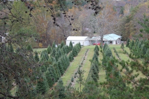 Unique view of the plantation through the pines!